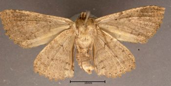 Media type: image;   Entomology 622412 Aspect: habitus ventral view